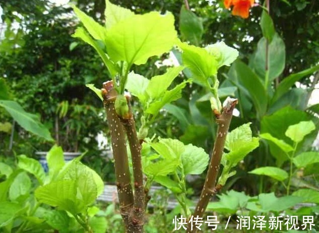 疼痛|肩膀疼,胳膊疼,手臂僵麻一种普通树枝泡茶!我的用药心得