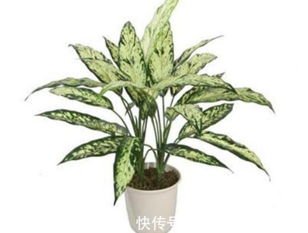 莱克夫人|新手养花,不如养盆花中精品“莱克夫人”,小家碧玉,清新之美