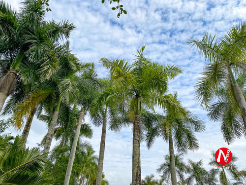 海南热带植物园，面积600多亩，有3000多种少见的植物