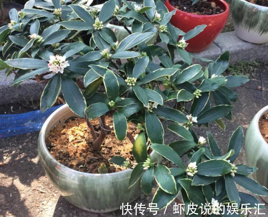 开窗|养这3种花，天冷勤开窗透气，开花又多又美又香，看着真养眼