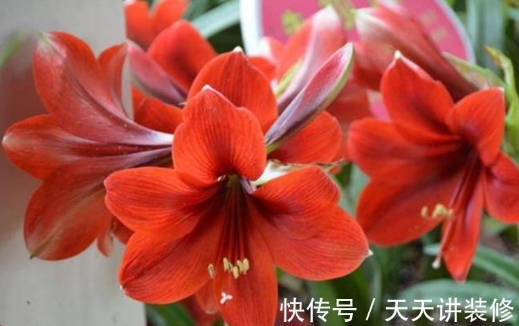 花朵|大暑过后家里阳台养此款花,花朵繁盛惹人爱,年年开花不断
