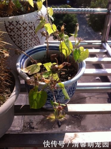 焕发|蔫掉的盆栽不要扔,一个小方法,焕发生机狂发芽