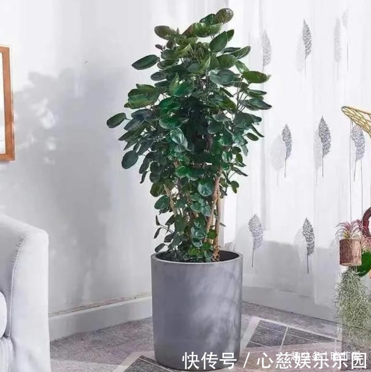 客厅养花不宜多！12种“吉祥花”任选一种，寓意好“养人”还旺家