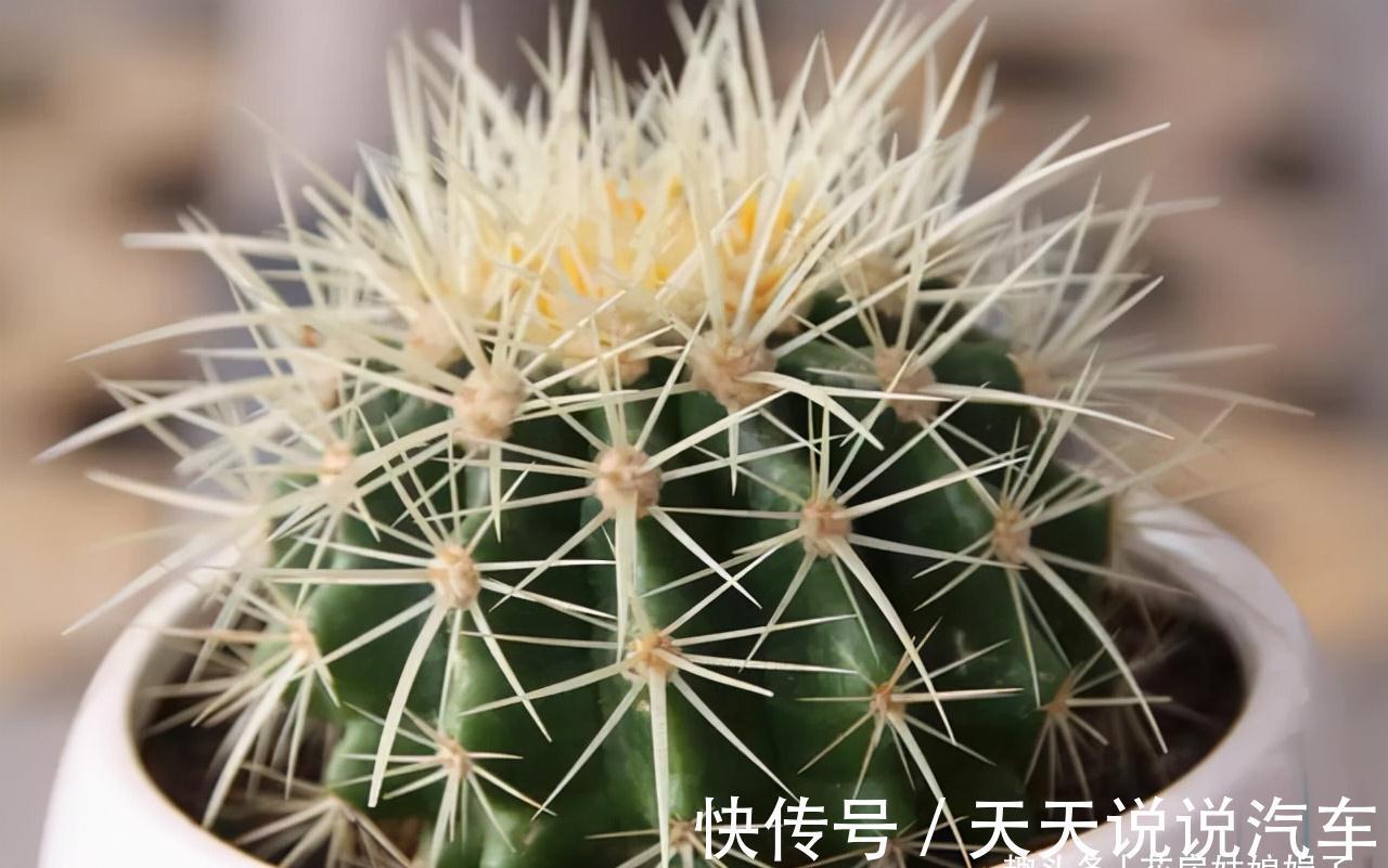 11种花不能被雨淋，就算秋冬季节也不行，再不往回搬，后悔就晚了