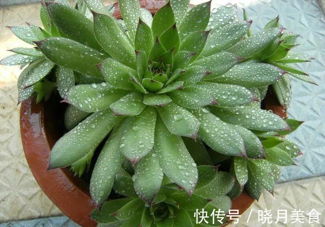 养多肉选择这四种,容易出状态,还好养,价格低到不想买