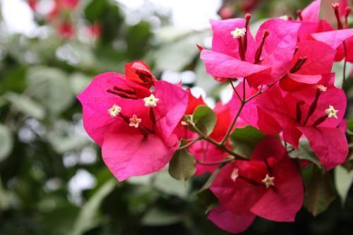 夏季花卉扦插难成活,这两种花不怕,一个月就能生根发芽!