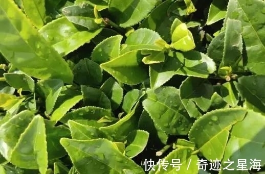 小北山#非遗广东|“鸟啄茶”——玉湖炒茶制作技艺