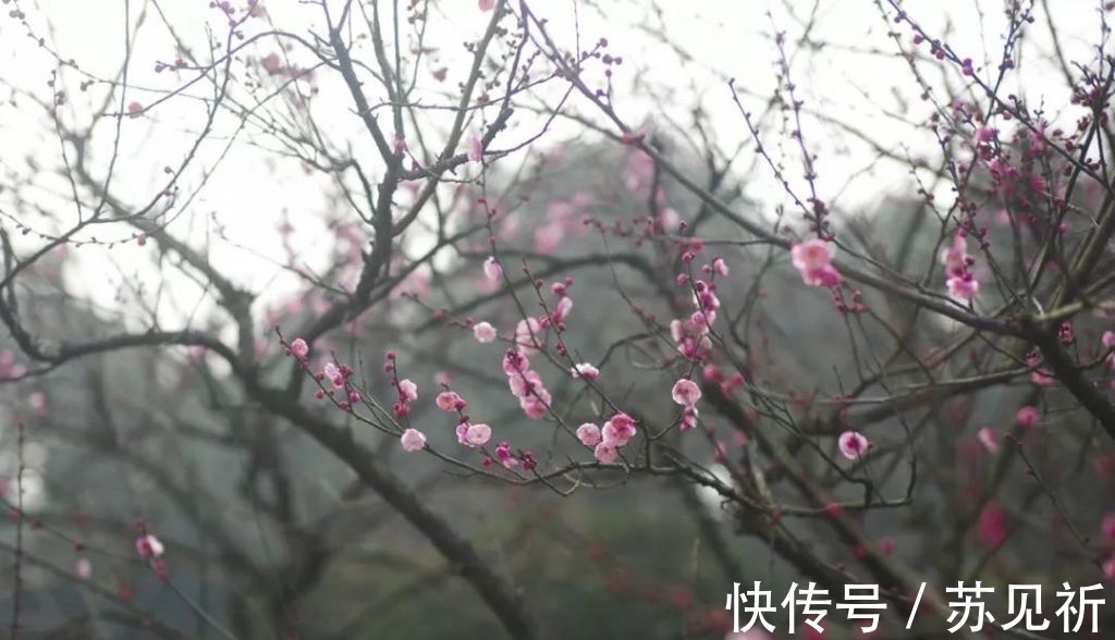 桃李$明代于谦一首梅花百咏：如玉肌骨，雪样精神，蕴含哲理，寄意遥深