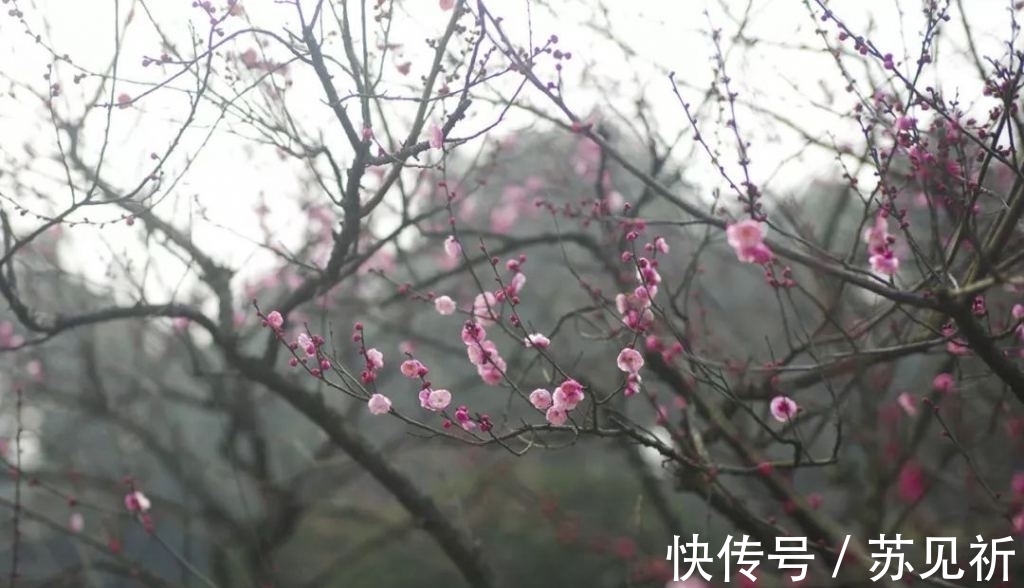 桃李$明代于谦一首梅花百咏:如玉肌骨,雪样精神,蕴含哲理,寄意遥深