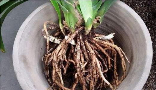 给花卉换盆土，2种“东西”垫盆底，变肥沃，比营养土强10倍！