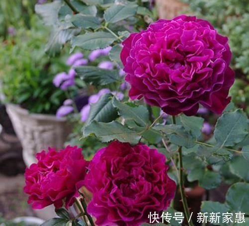 比牡丹还漂亮的月季，花色高贵又不失浪漫，香味浓郁，能四季开花