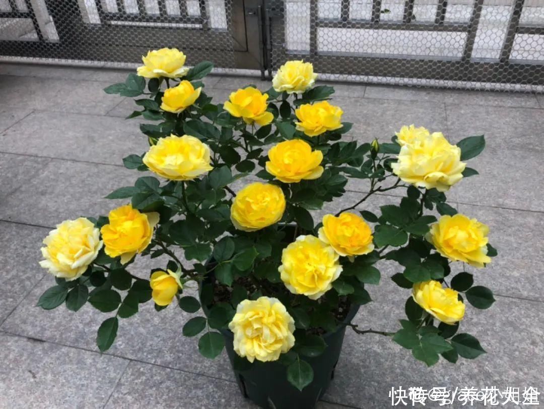 11种常见花，现在扦插，成活率特高