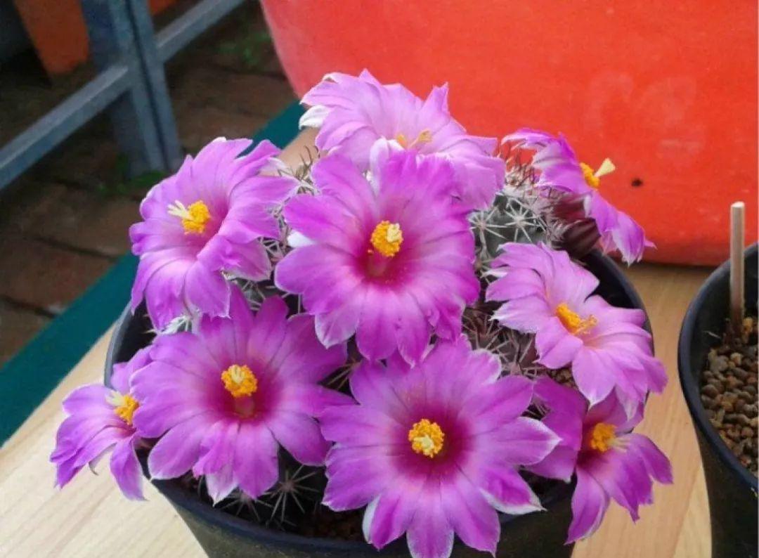 多肉植物盆栽:这种多肉越浇水越丑,不浇水反而胖成球