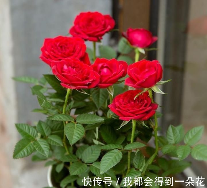 阳台养这几朵花,花开不断,漂亮又好养,四季花开不断