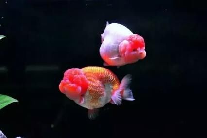 想要饲养好兰寿金鱼 以下的这些所有问题全部都要做到位 快资讯