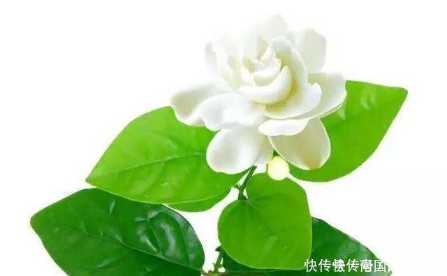 茉莉花马上就要进入花期,学会几个养护技巧,枝繁叶茂花开爆盆