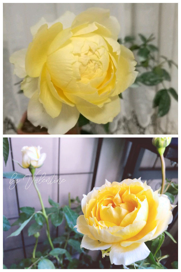 绿朝云|喜欢菊花,就养盆“优良名菊”绿朝云,花似惊鸿起舞,碧绿如翠