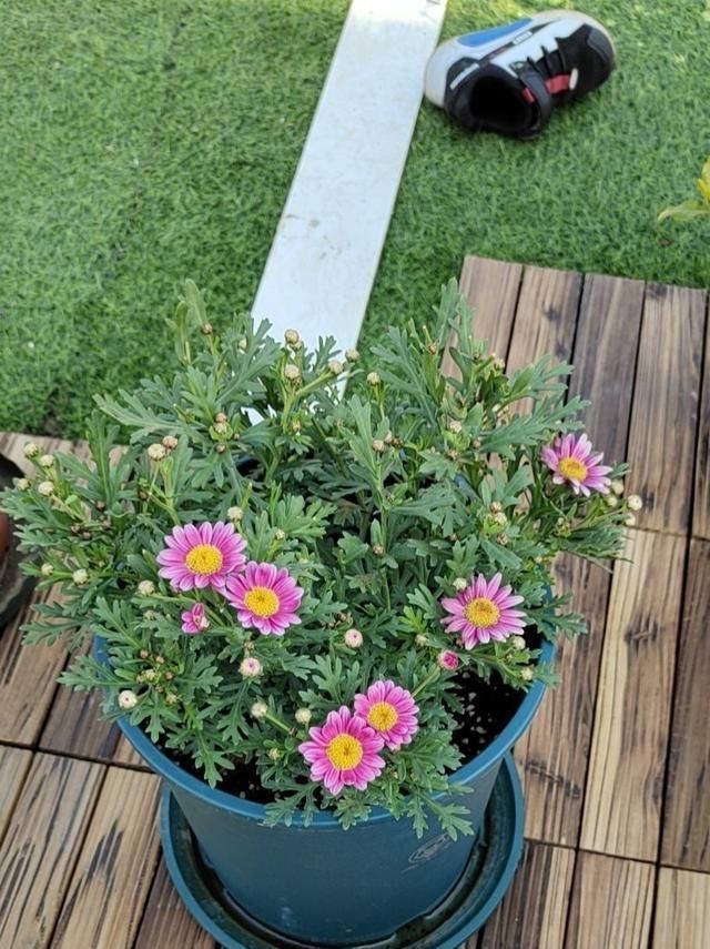 这两种花开过了,抓紧时间剪一剪,再等两个月又能开花