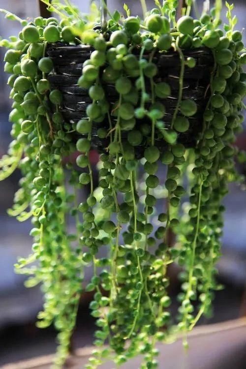 多肉“佛珠”这样养，圆鼓鼓很可爱，几个月挤满花盆