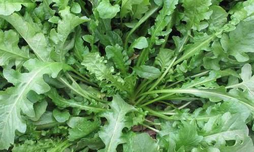 李子|它是天然的“养肝药”,坚持每天吃一点,排毒养肝,一身轻松