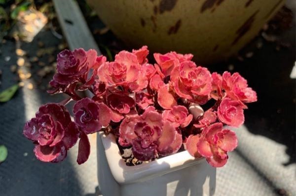 公认比“玫瑰花”漂亮的7种多肉,山地玫瑰落榜,这3种得票最高