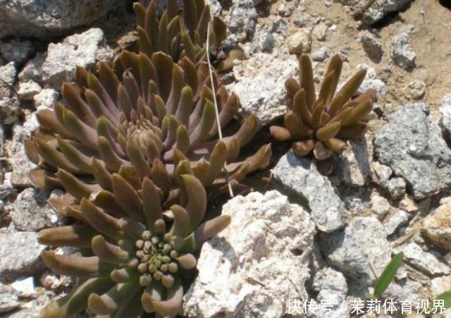 农村屋顶上的野草,价值高还有妙用,如果你家房上有,切记不要拔