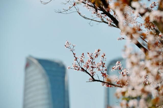 老年|春天的蓉城百花齐放花香四溢令市民沉醉