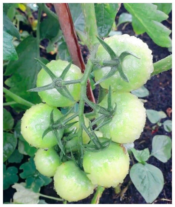 王祖蓝晒自家有机菜园,引10万网友点赞,网友:这就是向往的生活