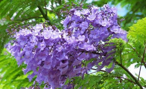 忧郁|此花是蓝色的忧郁,所代表的是忧伤和宁静,还是神一样的存在