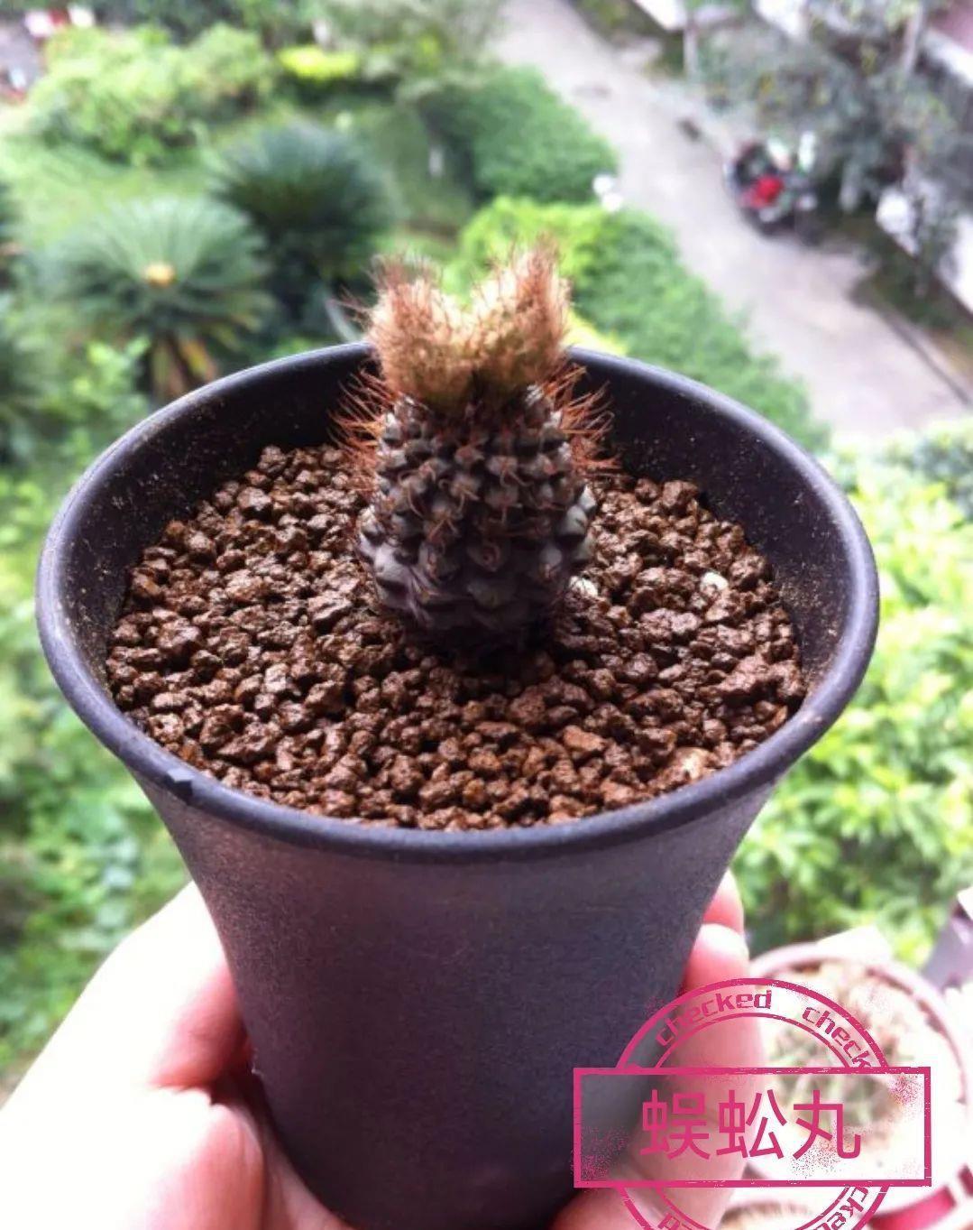 士童|误以为仙人掌很难开花，凑齐“4个条件”，开花一点不稀奇！