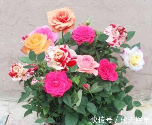 此花一树10色，花色美丽似彩虹，好闻似香水，好养易活，养花首选