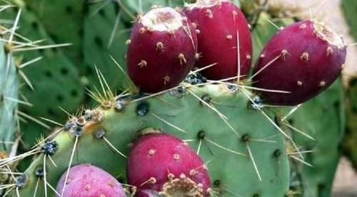 会吃的人气色好，以下食物离不开，营养全面，活血嫩肤，显年轻