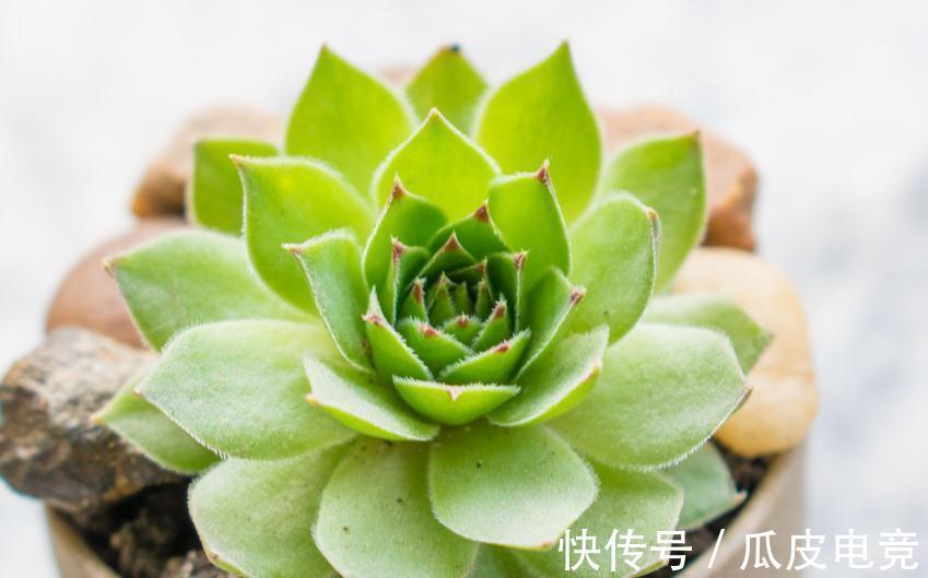 多肉植物服盆期出现气根不要怕，找准原因让多肉服盆