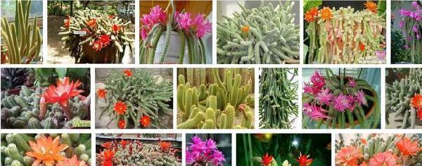 你家的是白檀仙人掌还是鼠尾掌,不要傻傻分不清