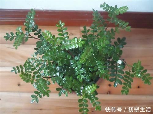 黄连木属|越少浇水越长得好,它特耐旱可30天不浇水,盆栽在家十分好养