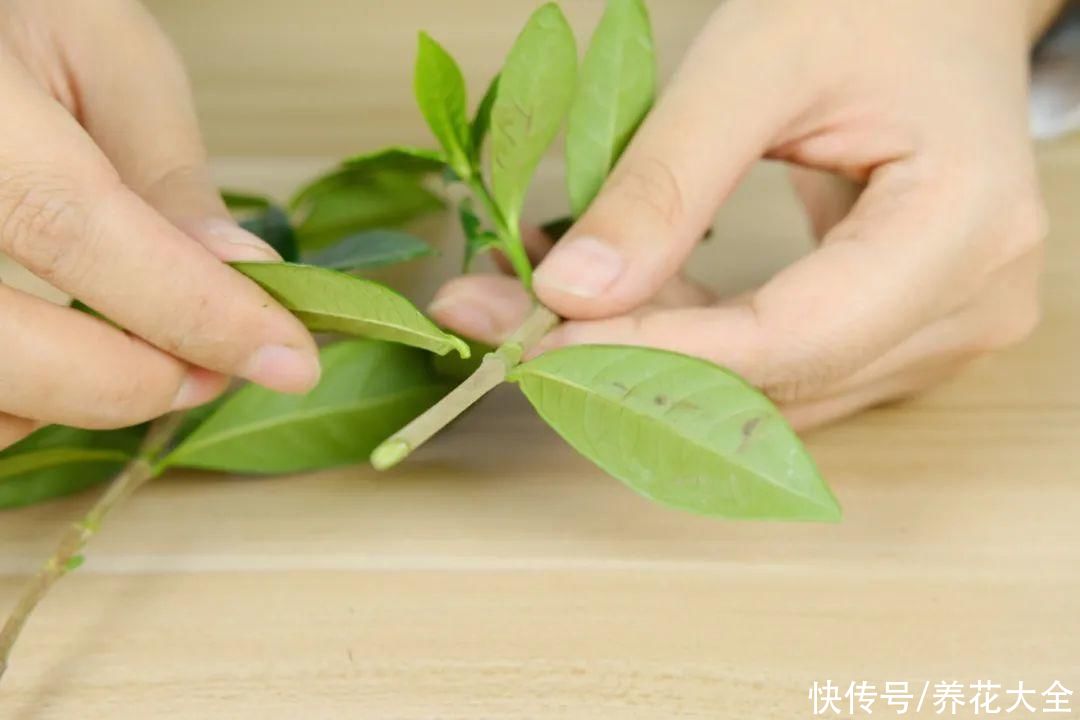 11种常见花，现在扦插，成活率特高