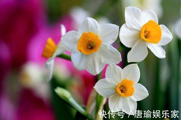 喜欢菊花,不如养盆优良名菊“盘龙出海”,似祥龙出海,霸气妖娆