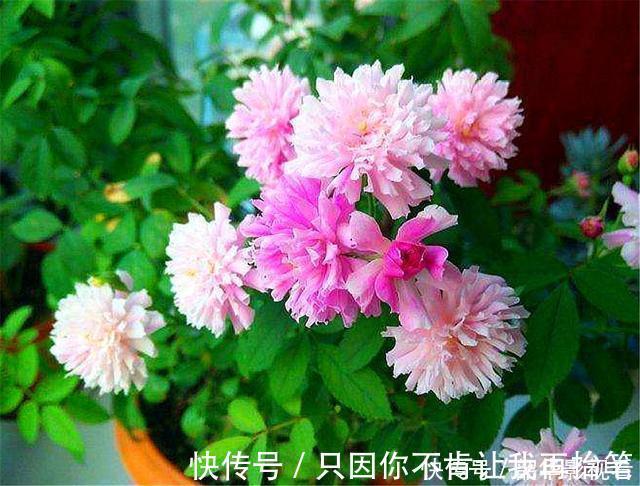 光照|这种花人称“俏皇后”,爆炸式开花,香气浓郁,1年能开300天