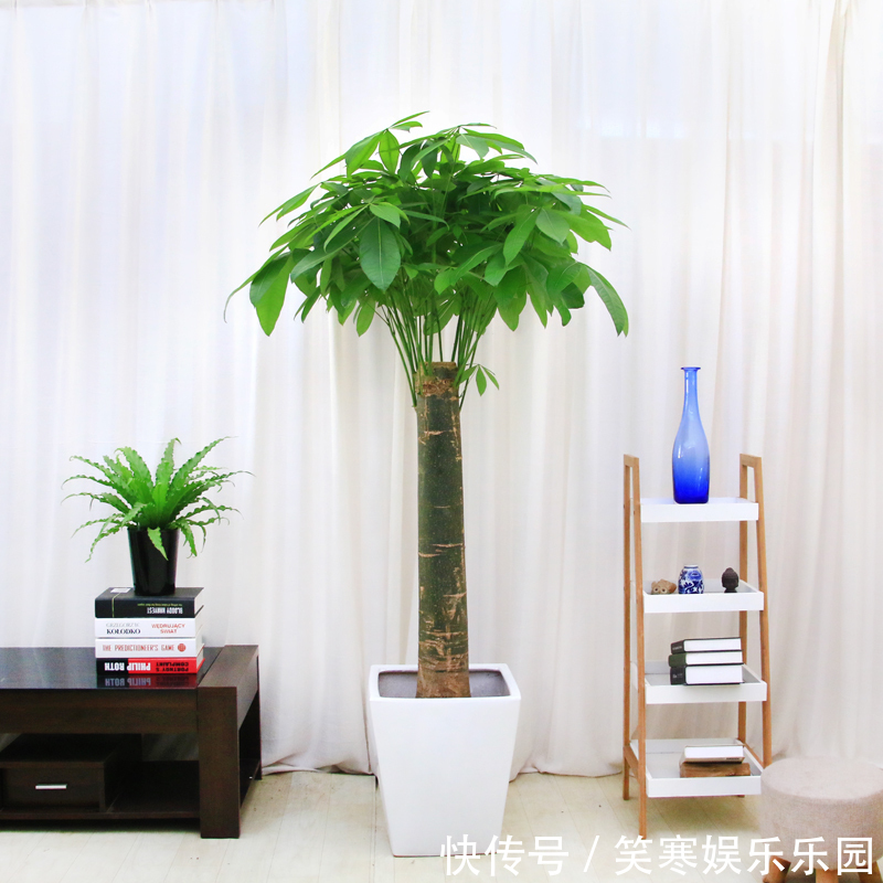 发财树|7种寓意“旺财”的花,适合养在家里,看着就有好兆头