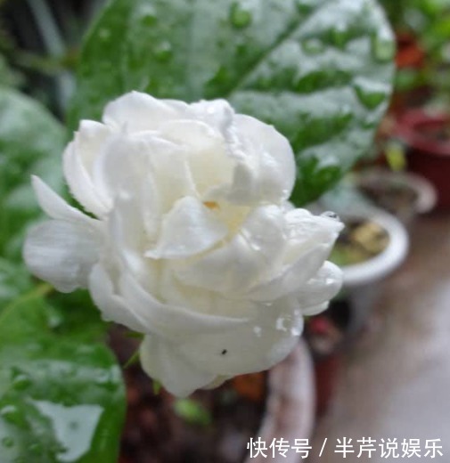 茉莉|邻居养了一株笔尖茉莉，香味蹿进了左邻右舍，太好闻了！