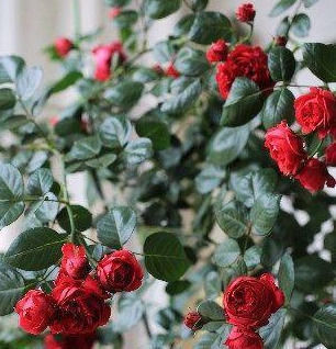 此花漂亮,四季开花,花量巨大,好种植,香气四溢,一花香一阳台