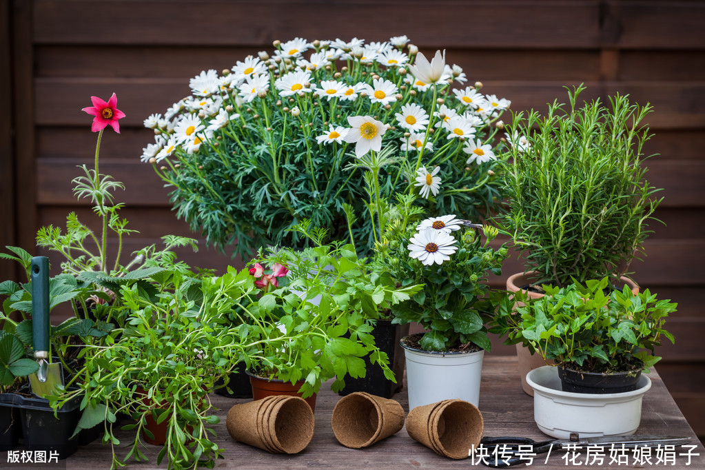 养花|花卉绿植如何才能长得茂盛？几个养花小妙招，简单又实用