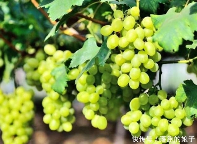 水果|几款青色的水果,全吃过的怕是“急性子”,图4才吃一口就皱眉!