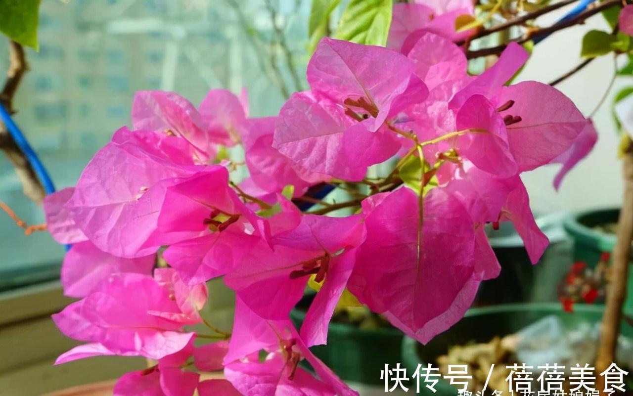 家居空间小没地方养花?16种适合吊养的花,小空间养花的必备良品