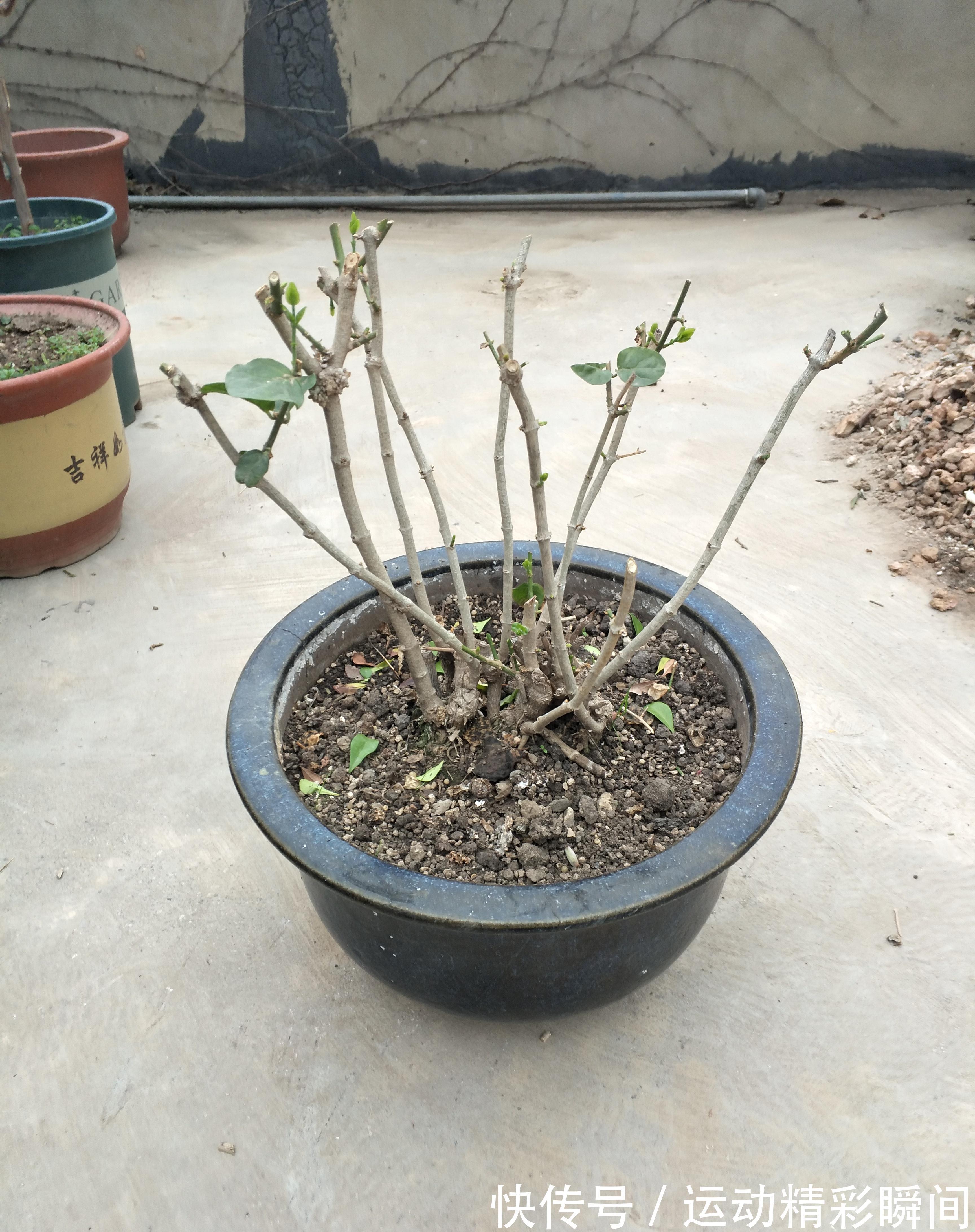 茉莉花生长季这样养,新枝新叶萌发快,花满枝头花香浓