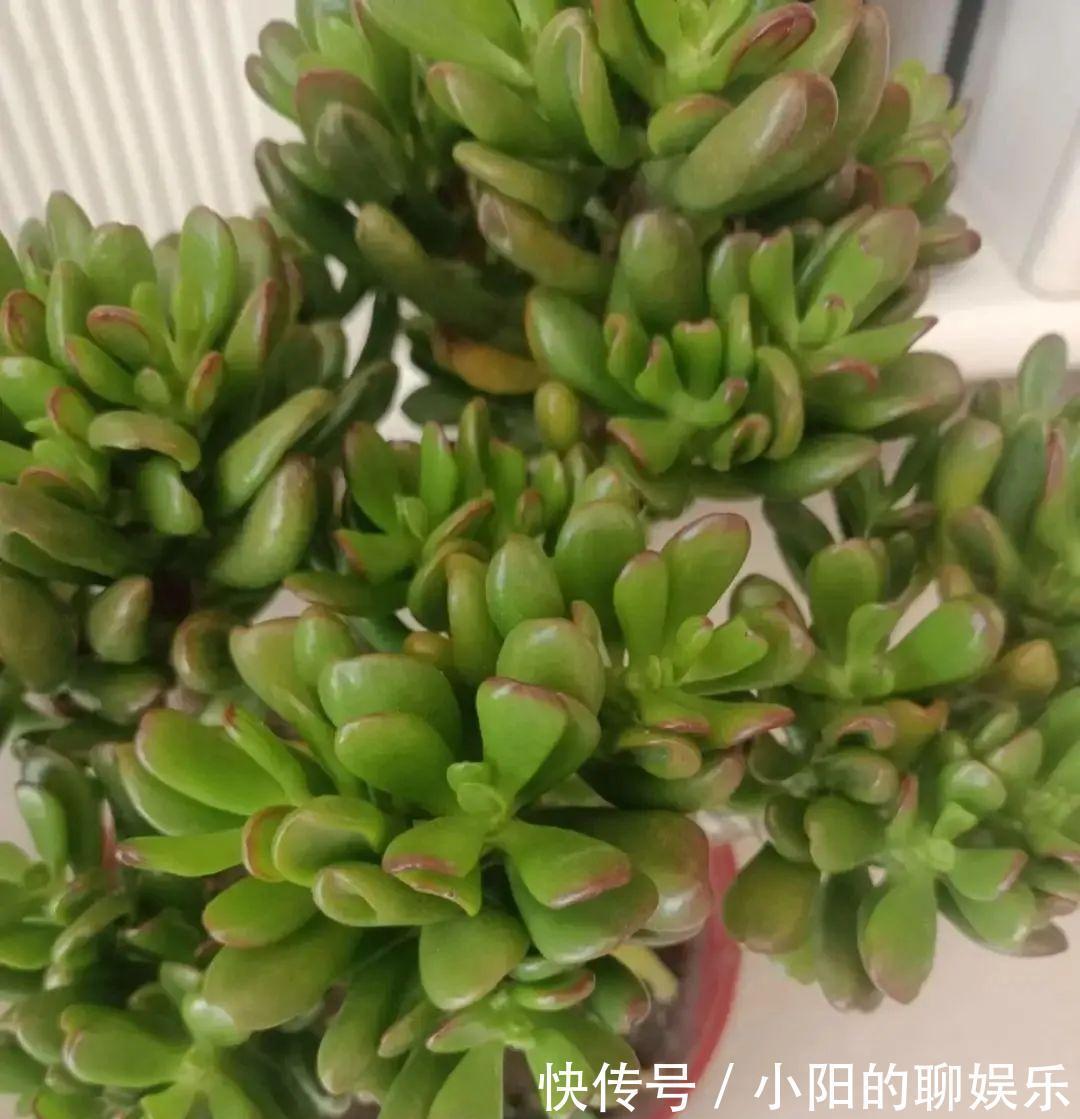 玉树能吸财，叶子长成存钱筒，太阳一晒红彤彤