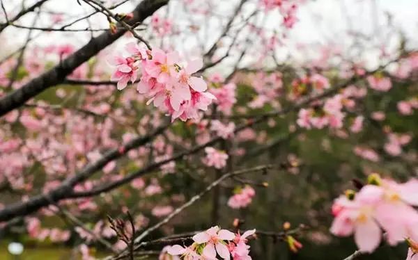 走，一起来看深圳的“花花世界”