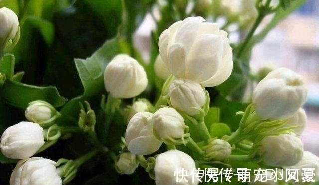 茉莉花|花市上的茉莉“满头花苞”,花香浓,原来是“这样”养出来的