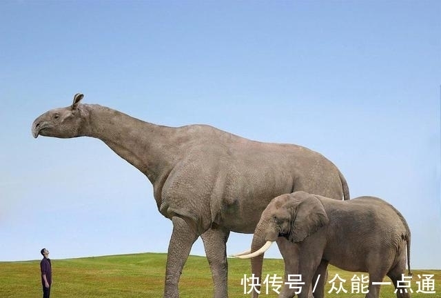 公孙龙@乱套了!犀牛原来是马不是牛,河马原来是牛不是马?