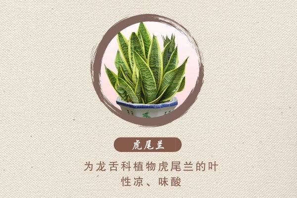 用法|【药师在线】虎年话虎药，清热利湿、祛风解毒…虎佑健康